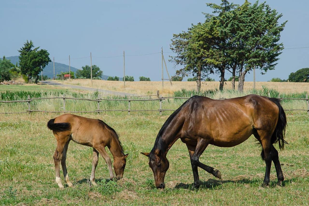 Bio Il Melograno Di Banditella Ristorante Vakantieboerderij Alberese